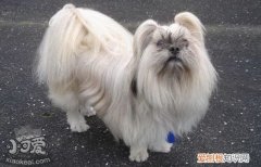 拉萨犬乱吠叫怎么纠正，拉萨犬停止乱吠叫训练方法