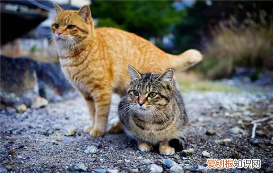 什么是猫三联疫苗,猫打猫三联需要注意什么,猫三联一般在什么时候开始打