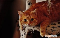 什么是猫三联疫苗,猫打猫三联需要注意什么,猫三联一般在什么时候开始打