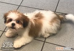 拉萨犬怎么训练，拉萨犬训练心得，拉萨犬的特点