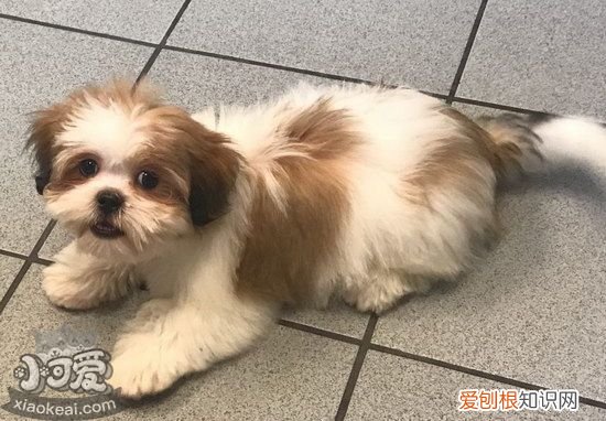 拉萨犬怎么训练，拉萨犬训练心得，拉萨犬的特点