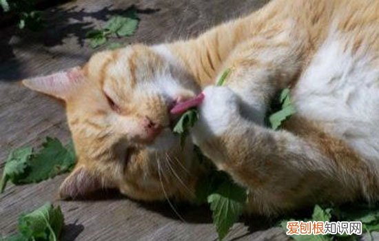 猫脂肪肝的症状及表现,猫脂肪肝的症状,猫脂肪肝的症状及治疗，猫脂肪肝早期症状