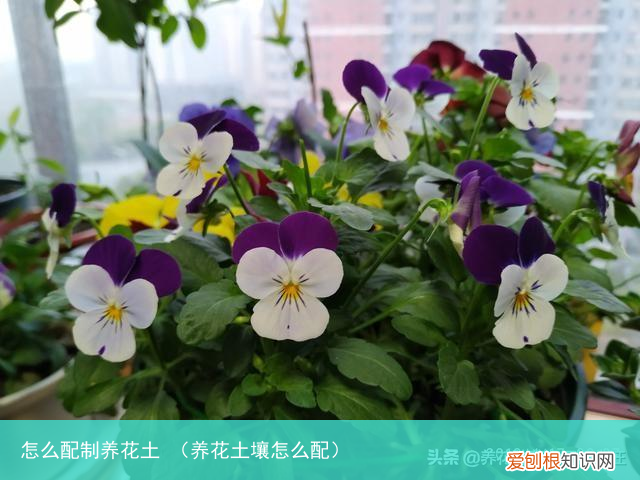 养花土壤怎么配 怎么配制养花土