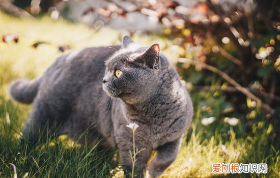 猫艾滋怎么检测,猫艾滋怎么检查出来,怎么判断猫是否有艾滋,猫艾滋病毒症状