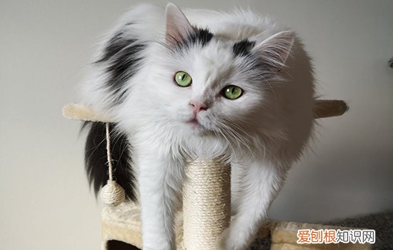 猫免疫缺陷病传播途径,猫艾滋病传播途径,猫艾滋病通过什么传染,通过猫传染的疾病