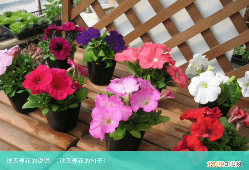 秋天养花的句子 秋天养花的说说