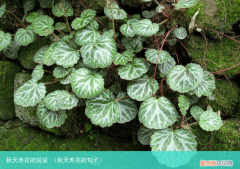 秋天养花的句子 秋天养花的说说