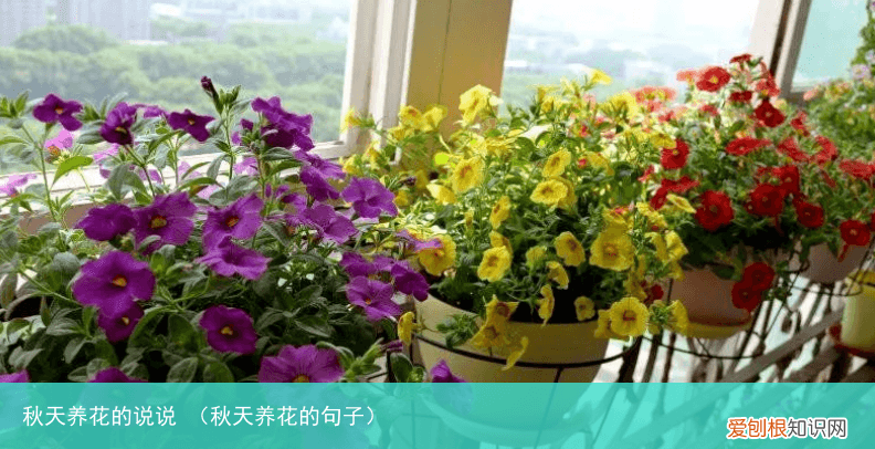 秋天养花的句子 秋天养花的说说