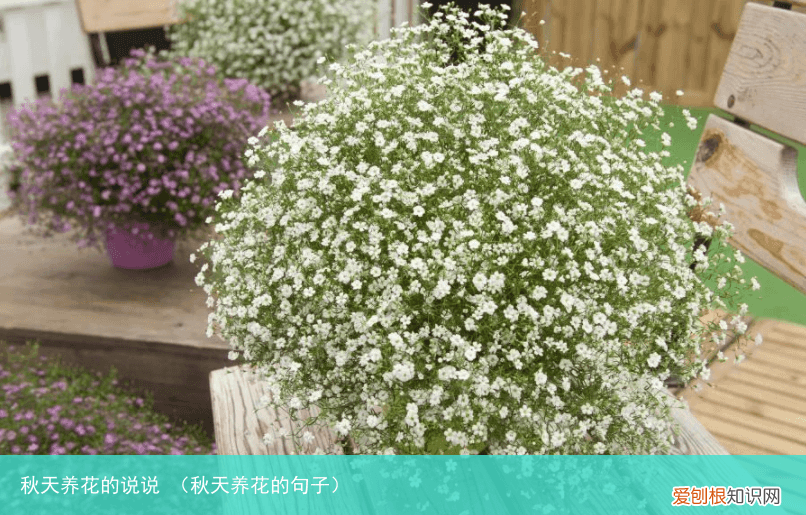 秋天养花的句子 秋天养花的说说