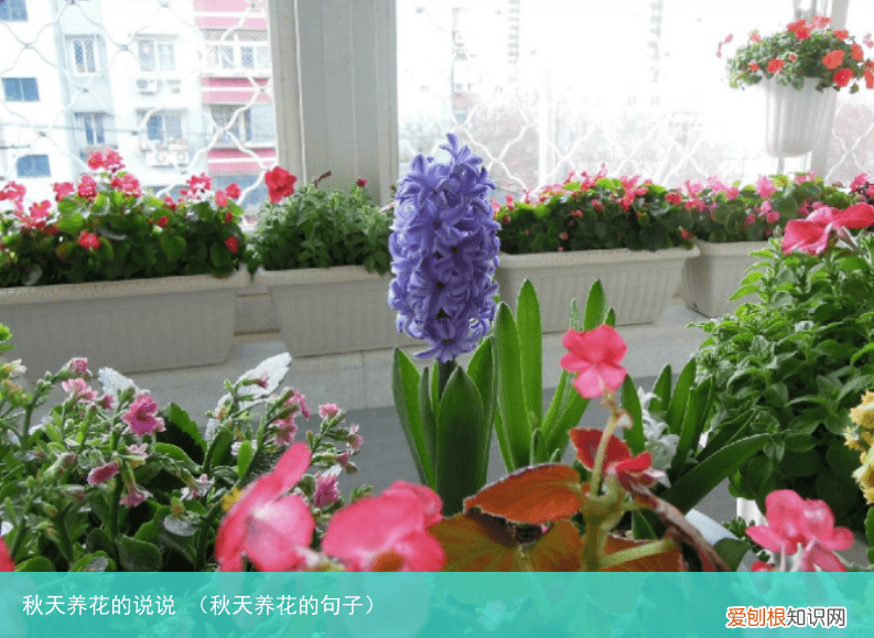 秋天养花的句子 秋天养花的说说