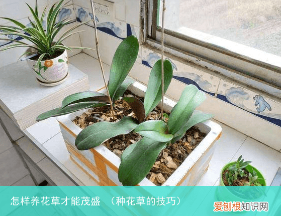 种花草的技巧 怎样养花草才能茂盛