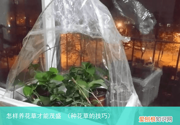 种花草的技巧 怎样养花草才能茂盛