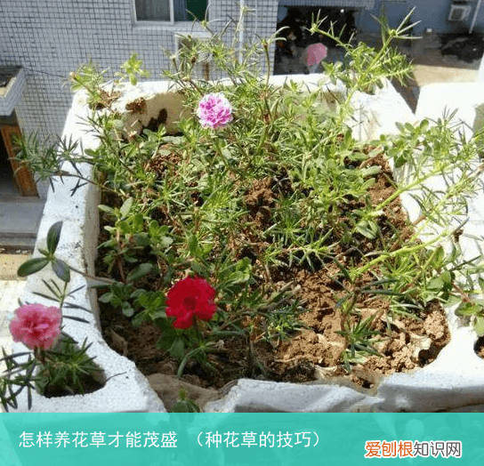 种花草的技巧 怎样养花草才能茂盛