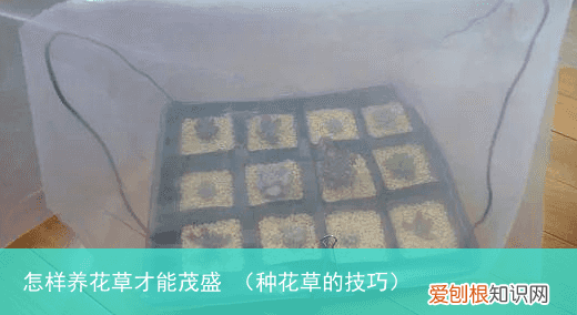 种花草的技巧 怎样养花草才能茂盛