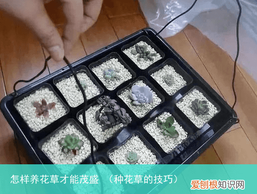 种花草的技巧 怎样养花草才能茂盛