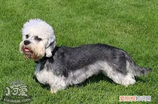 短脚长身梗怎么训练吃饭,短脚长身梗吃饭礼仪训练