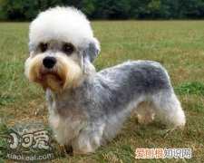 怎么训练短脚长身梗扑咬，短脚长身梗扑咬训练