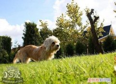 短脚长身梗大小便怎么训练，大小便训练法