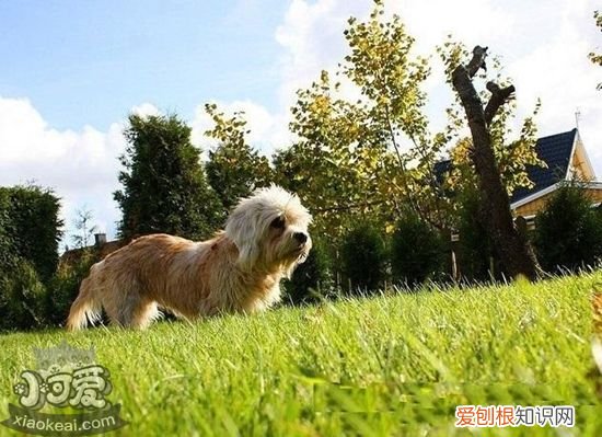 短脚长身梗大小便怎么训练，大小便训练法