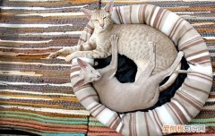 什么是猫应激反应,猫应激什么意思,什么是应激反应，猫应激反应是什么样的
