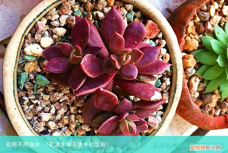 花浇水和不浇水的区别 花用不用浇水