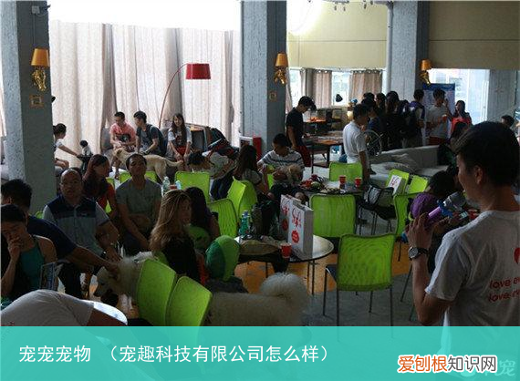 宠趣科技有限公司怎么样 宠宠宠物