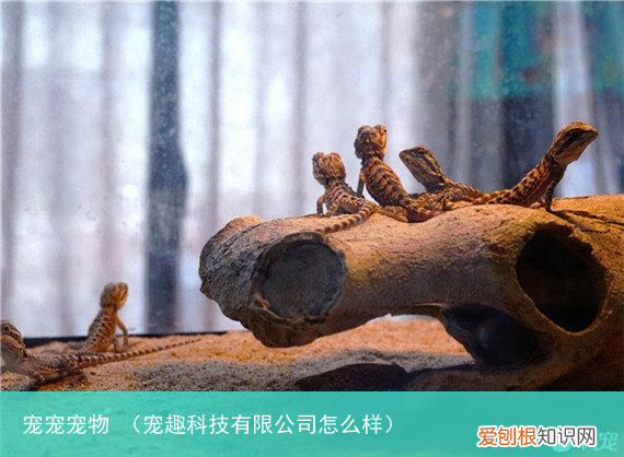 宠趣科技有限公司怎么样 宠宠宠物