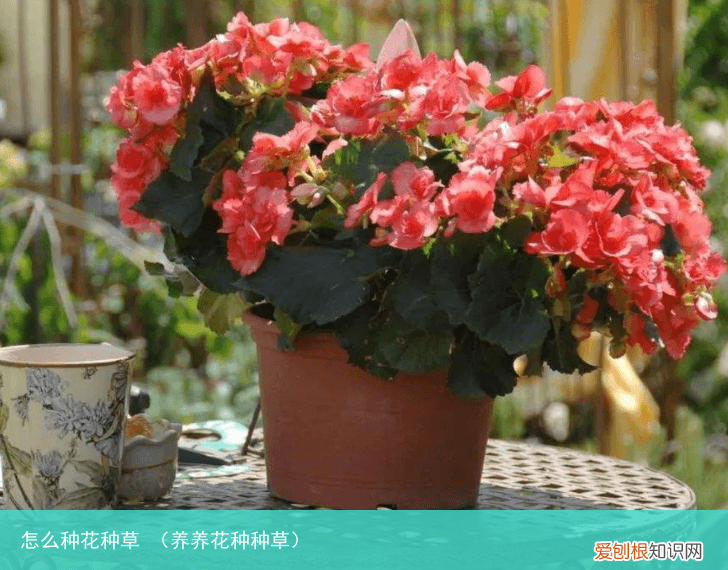 养养花种种草 怎么种花种草