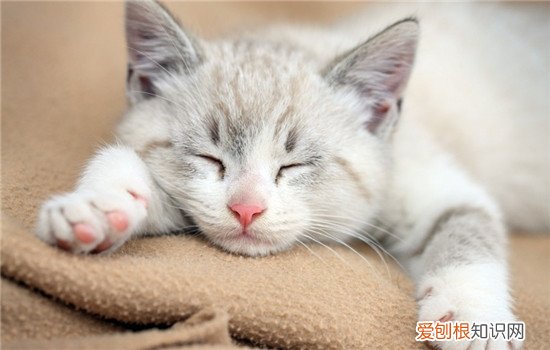 猫咪有猫藓家里怎么消毒,猫咪得了猫藓家里用什么消毒,猫咪得了猫藓家里怎么消毒