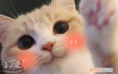 猫白细胞偏低吃什么补,猫白细胞偏低怎么治疗,猫白细胞偏低怎么办，猫咪白细胞低吃什么补