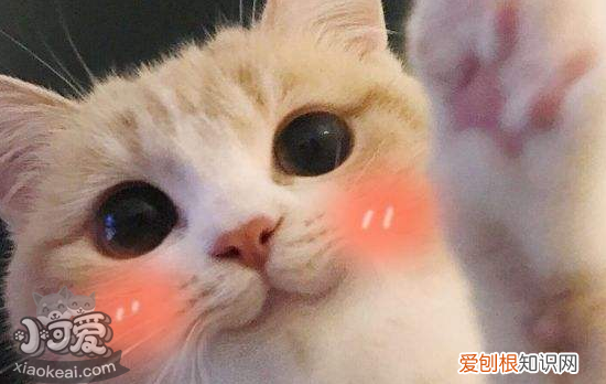 猫白细胞偏低吃什么补,猫白细胞偏低怎么治疗,猫白细胞偏低怎么办，猫咪白细胞低吃什么补