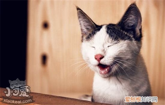 猫瘟是什么样子的,猫瘟是什么症状,猫瘟是什么引起的，什么是猫瘟有什么症状