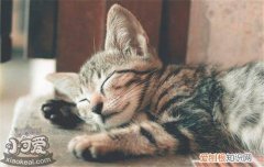 猫瘟是什么样子的,猫瘟是什么症状,猫瘟是什么引起的，什么是猫瘟有什么症状