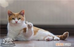 猫咪突然砸吧嘴吐白沫拉稀,猫咪突然一直砸吧嘴,猫咪突然吐了红色的