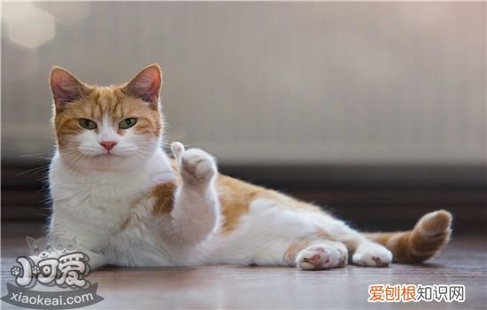 猫咪突然砸吧嘴吐白沫拉稀,猫咪突然一直砸吧嘴,猫咪突然吐了红色的