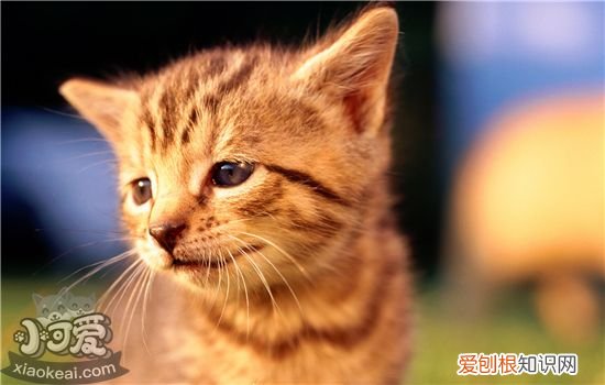 猫咪突然砸吧嘴吐白沫拉稀,猫咪突然一直砸吧嘴,猫咪突然吐了红色的