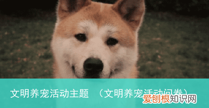 文明养宠活动问卷 文明养宠活动主题