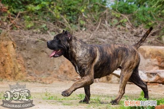 加纳利犬乱吠叫怎么办，西班牙加纳利犬乱叫纠正方法，加纳利犬爱叫吗