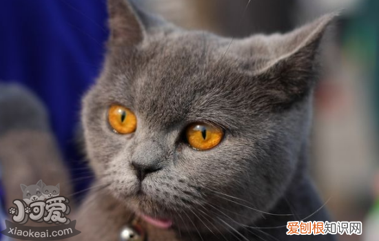 猫注射疫苗注意事项，猫咪注射疫苗注意事项
