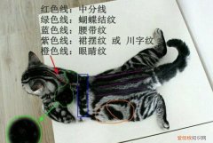 美短如何挑选品相 美短怎么看品相好坏