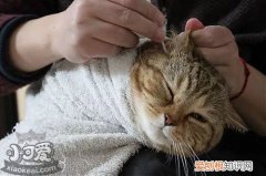 猫咪耳螨图片,猫咪耳螨用什么药,猫咪耳螨症状，猫咪耳螨图片,猫咪耳螨用什么药,猫咪耳螨症