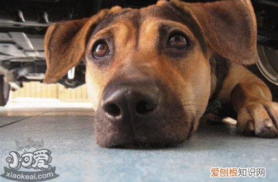 法国狼犬乱吠叫怎么办，法国狼犬乱叫纠正方法，德国牧羊犬会乱叫吗
