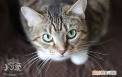 猫白内障是怎么引起的,猫为什么得白内障,猫为什么会得白内障，猫白内障有什么影响