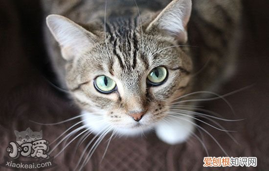 猫白内障是怎么引起的,猫为什么得白内障,猫为什么会得白内障，猫白内障有什么影响