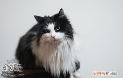 猫青光眼怎样治疗好,猫青光眼的治疗方法,猫青光眼怎么治疗，猫咪青光眼怎么治疗