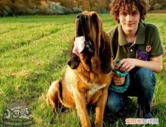 寻血猎犬卧倒怎么训练，寻血猎犬趴下训练教程，寻血猎犬教学