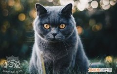 猫青光眼和白内障区别,猫青光眼白内障怎么治疗,猫青光眼和白内障，幼猫眼睛感觉像白内障