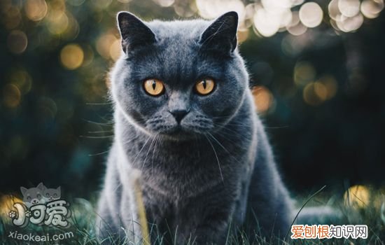 猫青光眼和白内障区别,猫青光眼白内障怎么治疗,猫青光眼和白内障，幼猫眼睛感觉像白内障