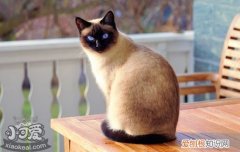 猫咪外耳炎症状与治疗,猫咪外耳炎用什么药,猫外耳炎怎么办，猫咪外耳炎可以自愈吗