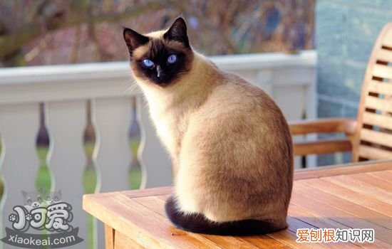 猫咪外耳炎症状与治疗,猫咪外耳炎用什么药,猫外耳炎怎么办，猫咪外耳炎可以自愈吗
